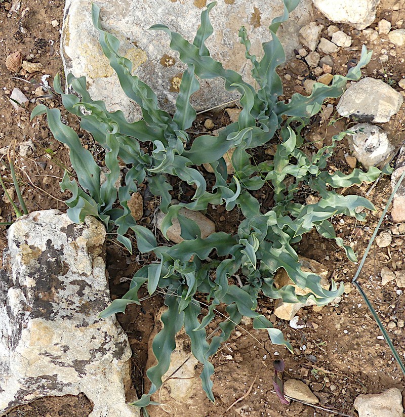 Drimia serotina photo 3