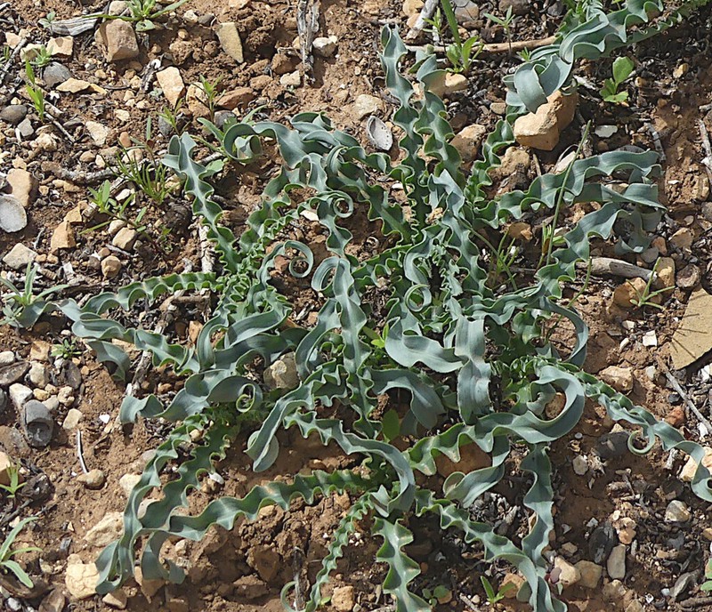 Drimia serotina photo 4