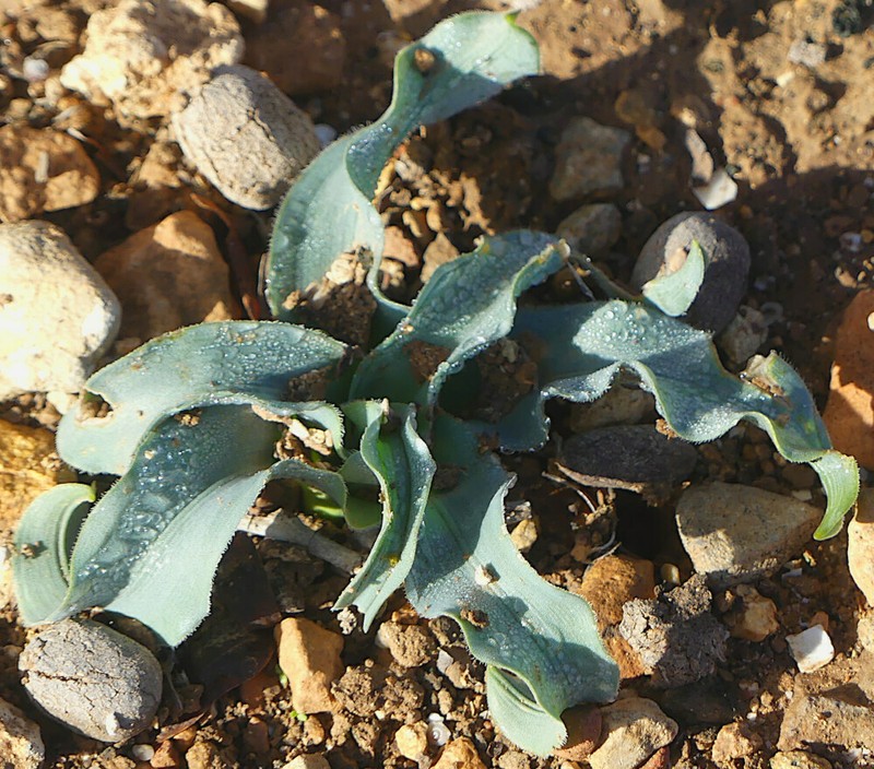 Drimia serotina photo 5