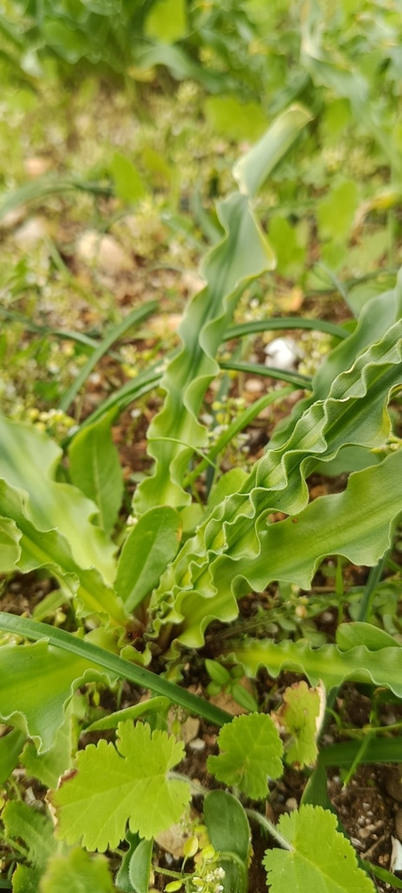 Drimia serotina photo 6