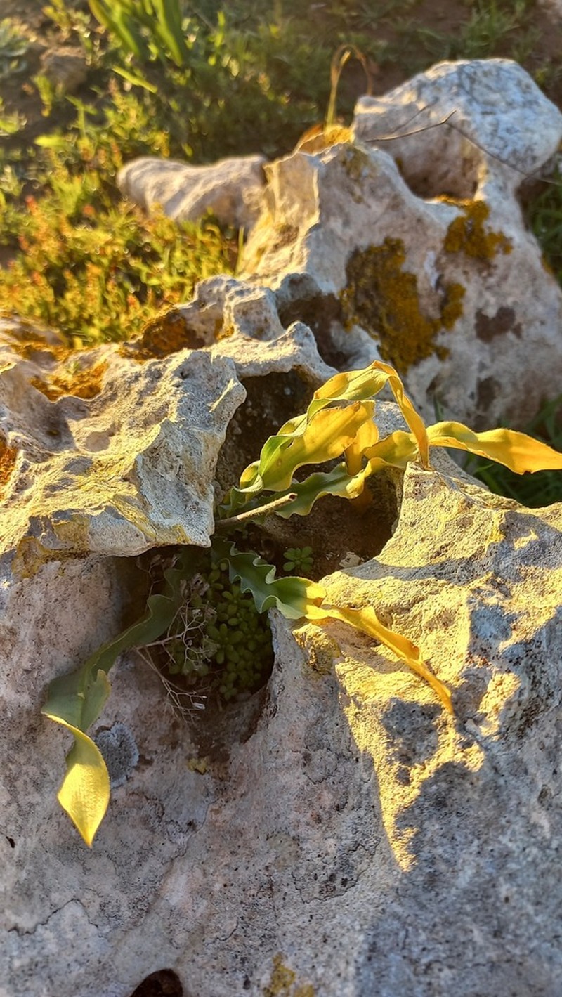 Drimia serotina photo 7