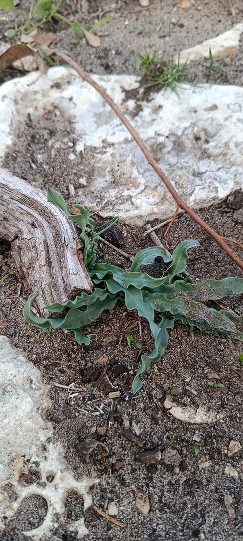 Drimia serotina photo 8