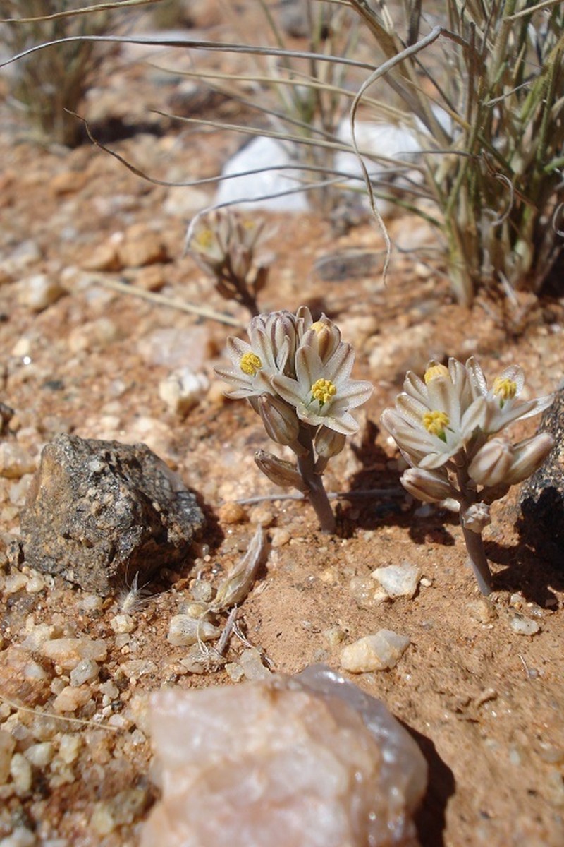 Drimia toxicaria
