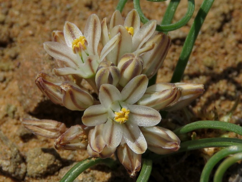Drimia toxicaria photo 2