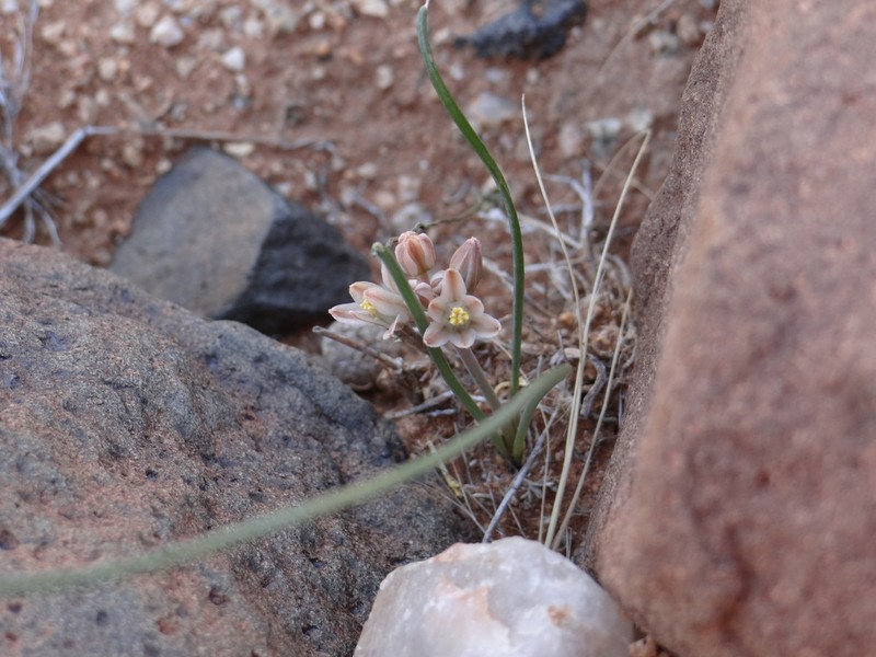 Drimia toxicaria photo 3
