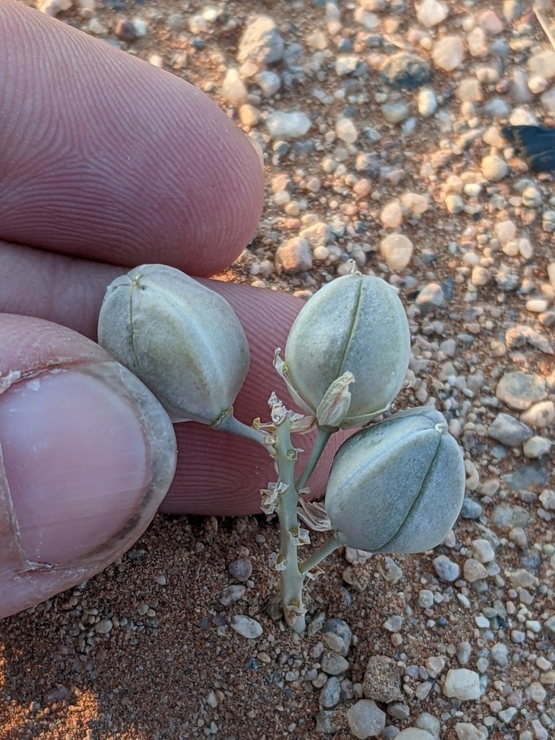 Drimia toxicaria photo 4