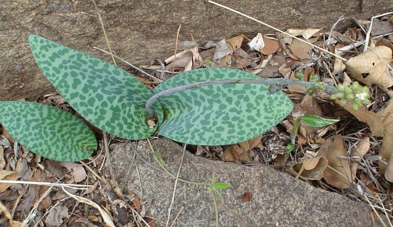 Drimiopsis gasekhukhunei