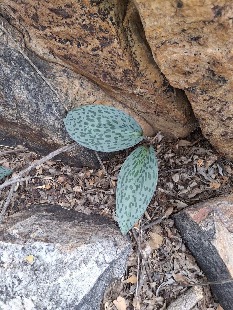 Drimiopsis gasekhukhunei photo 3