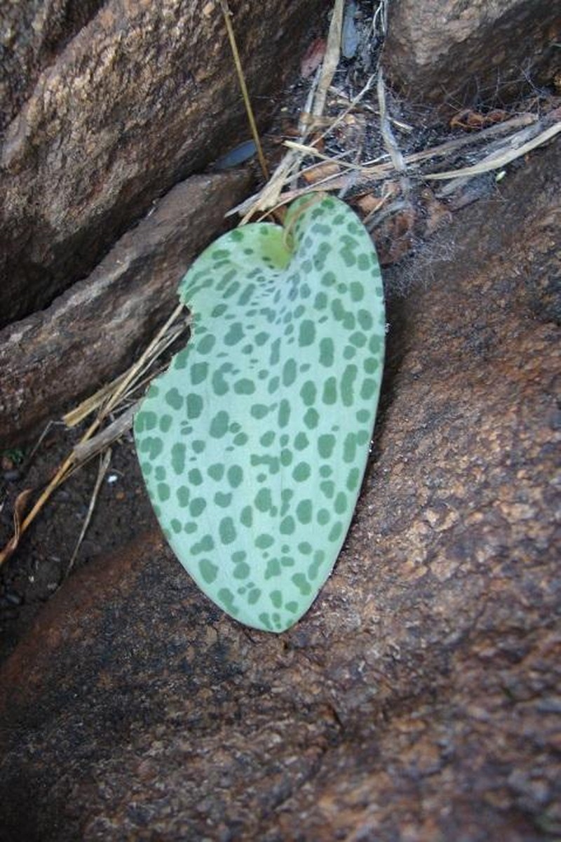 Drimiopsis gasekhukhunei photo 7