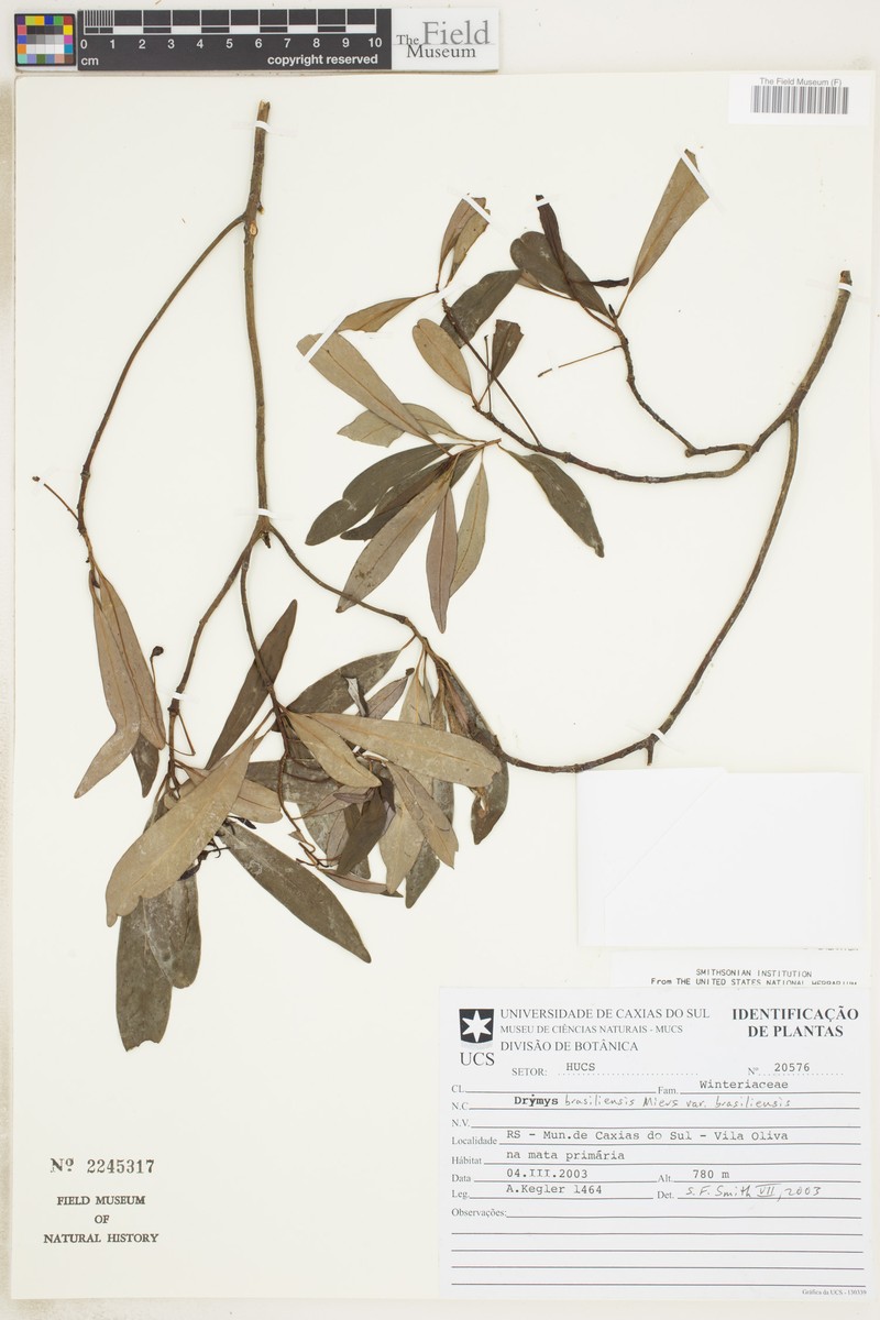 Drimys brasiliensis subsp. brasiliensis