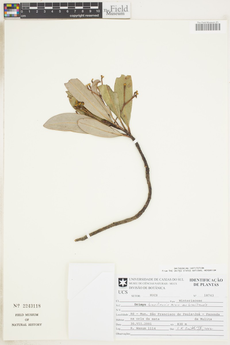 Drimys brasiliensis subsp. brasiliensis photo 2