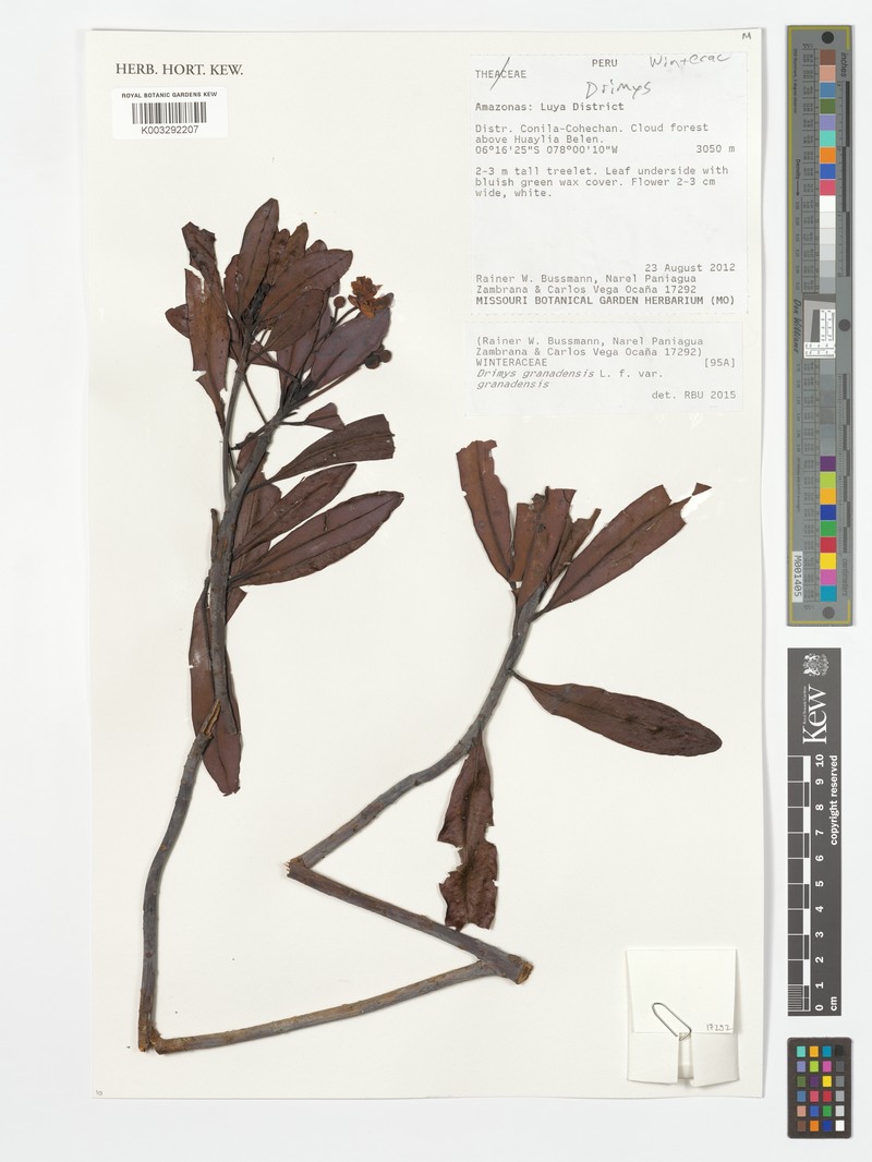 Drimys granadensis var. granadensis