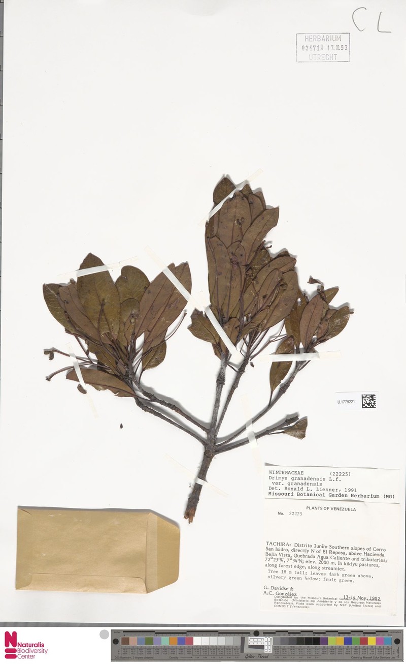 Drimys granadensis var. granadensis photo 2
