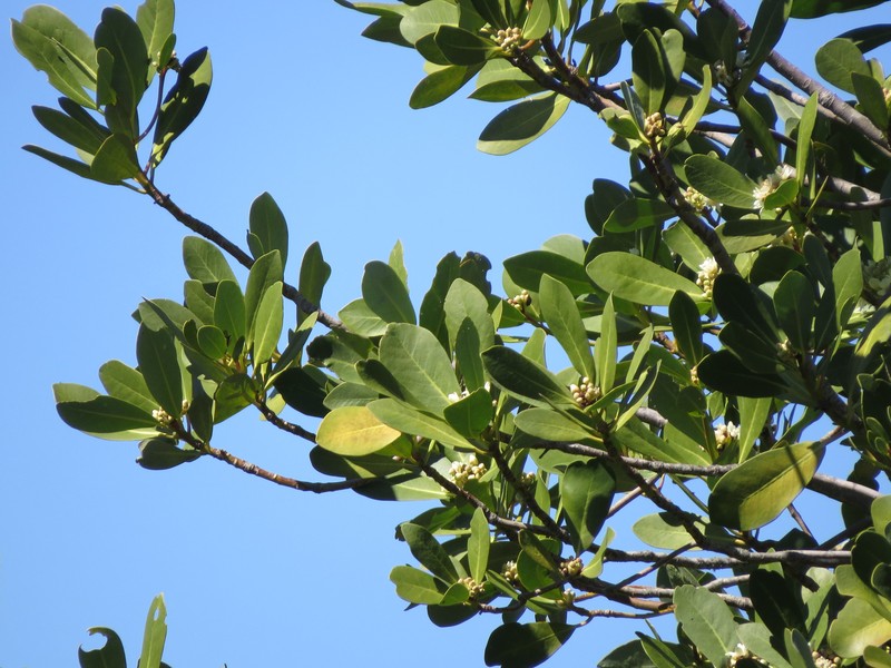 Drimys winteri var. winteri