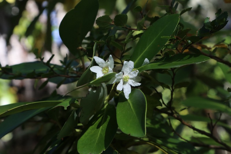 Drimys winteri var. winteri photo 2