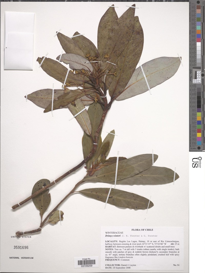 Drimys winteri var. winteri photo 3