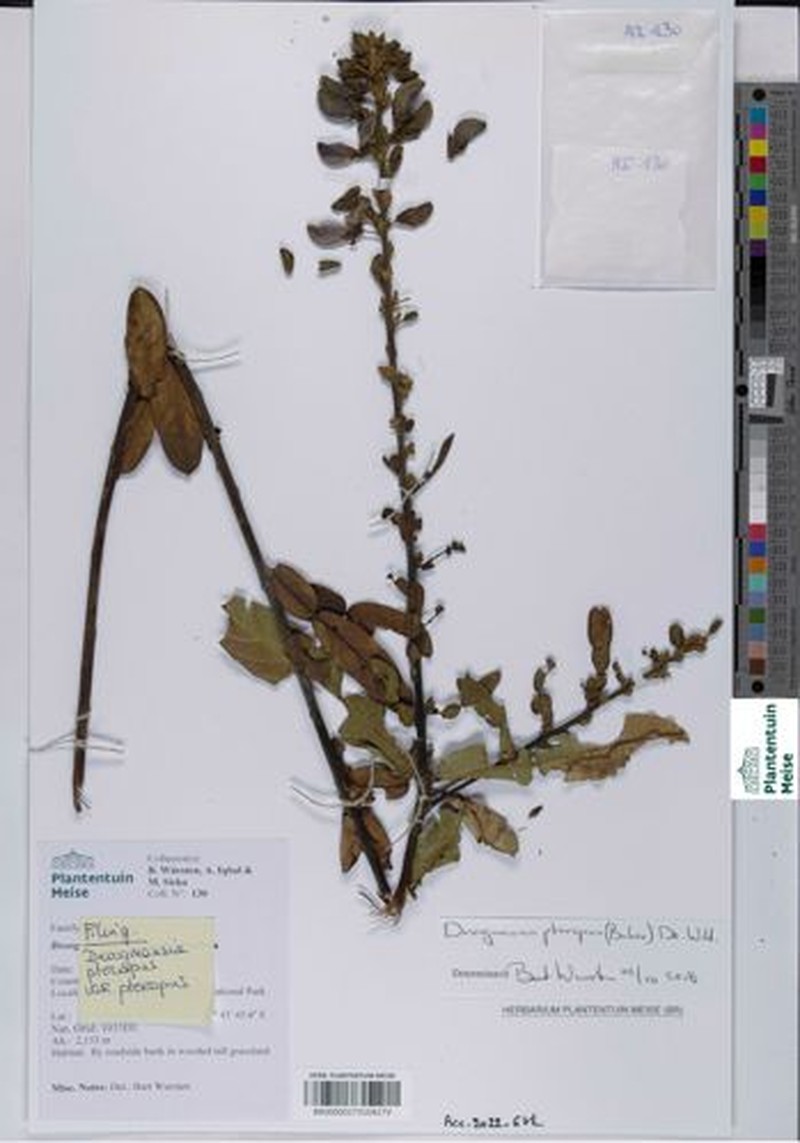 Droogmansia pteropus var. pteropus