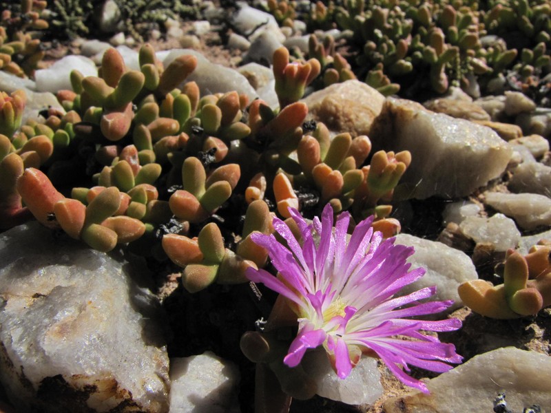 Drosanthemopsis bella photo 2