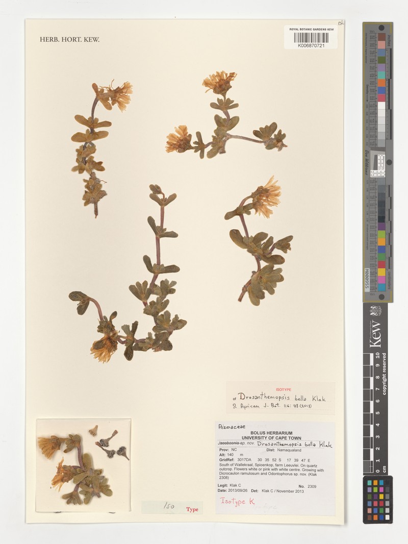 Drosanthemopsis bella photo 3