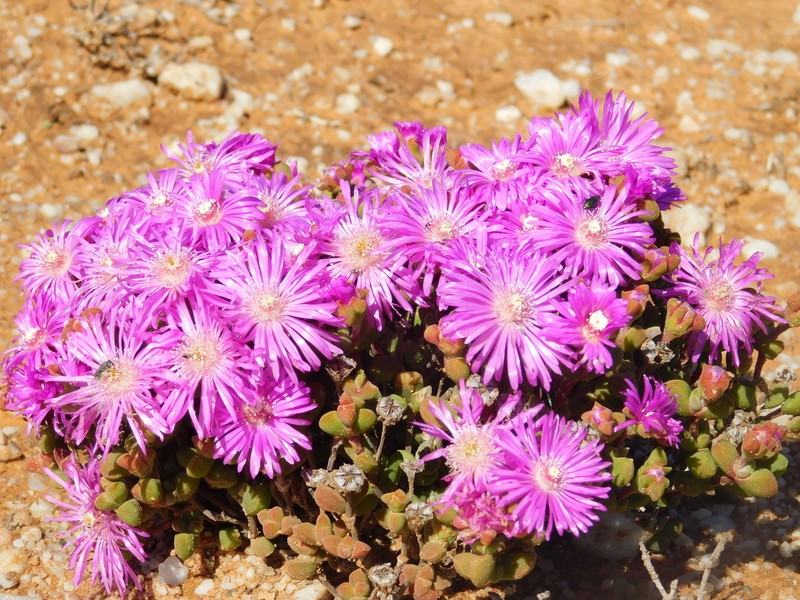 Drosanthemopsis diversifolia