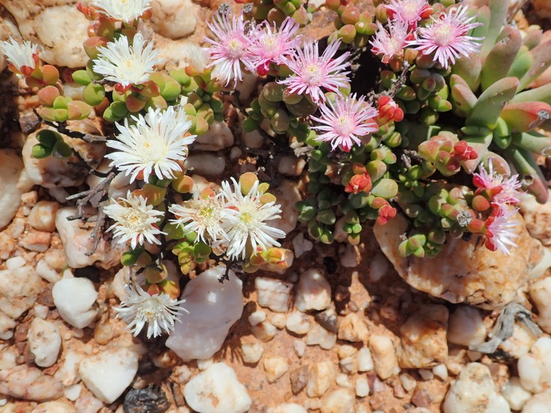 Drosanthemopsis diversifolia photo 2