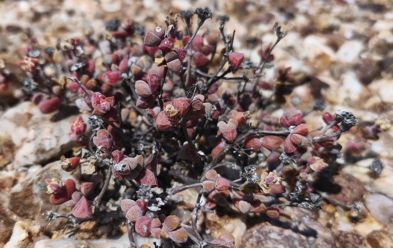 Drosanthemopsis diversifolia photo 3