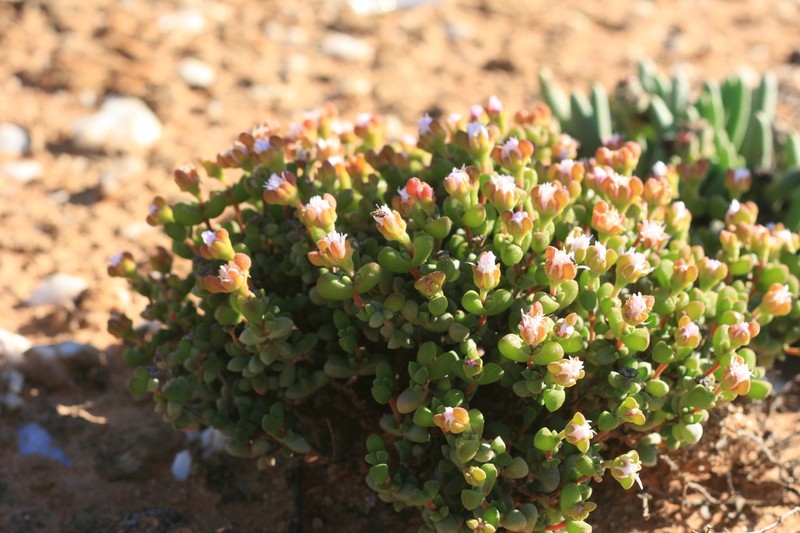 Drosanthemopsis diversifolia photo 4
