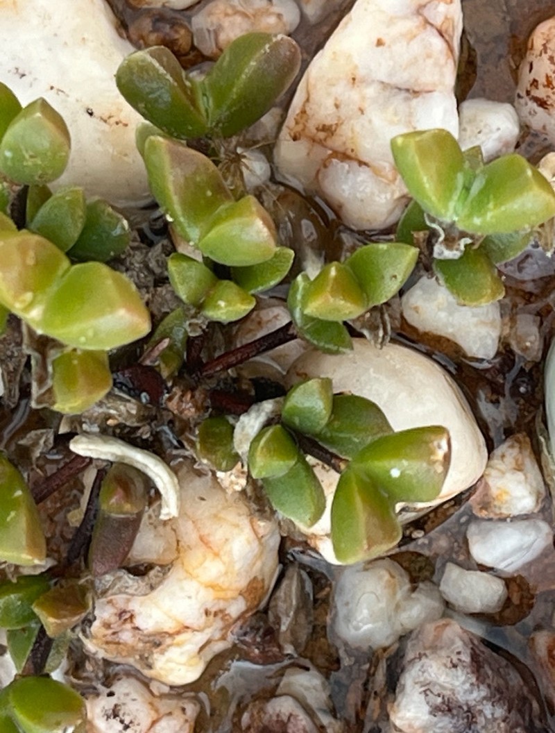 Drosanthemopsis diversifolia photo 5