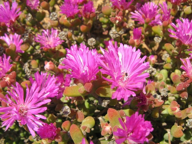 Drosanthemopsis diversifolia photo 6