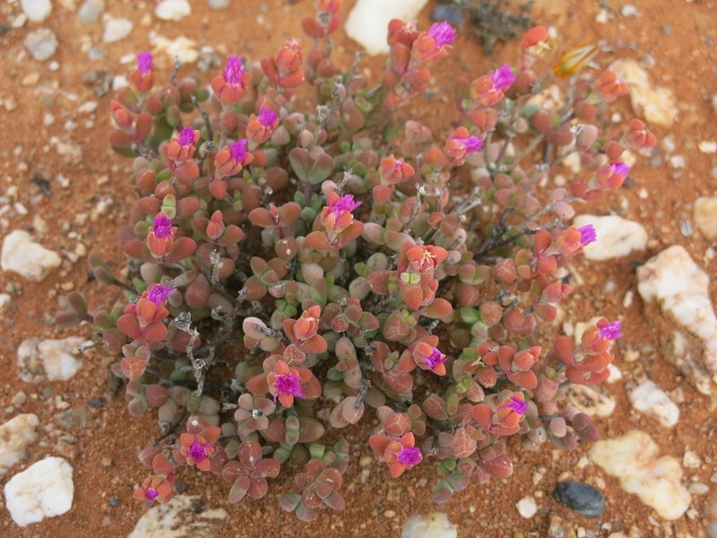 Drosanthemopsis diversifolia photo 7