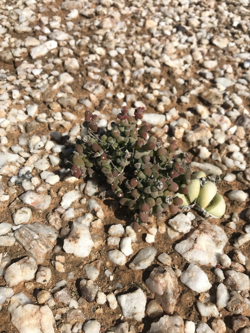 Drosanthemopsis diversifolia photo 8