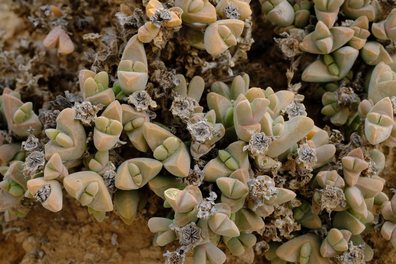 Drosanthemopsis kwaganapensis photo 2
