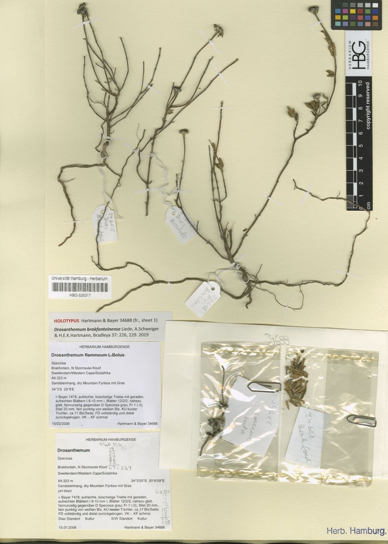 Drosanthemum brakfonteinense