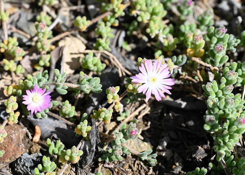 Hairy Dewflower photo 2