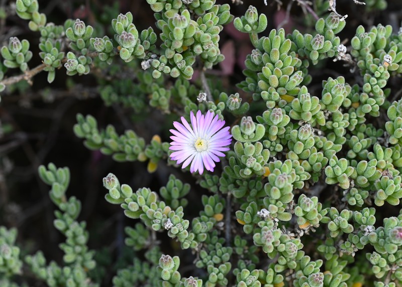 Hairy Dewflower photo 3