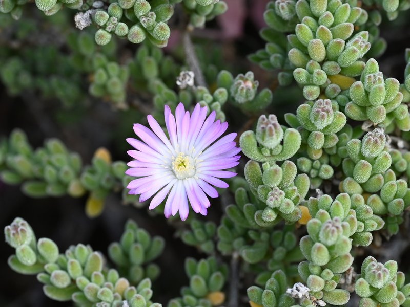 Hairy Dewflower photo 6