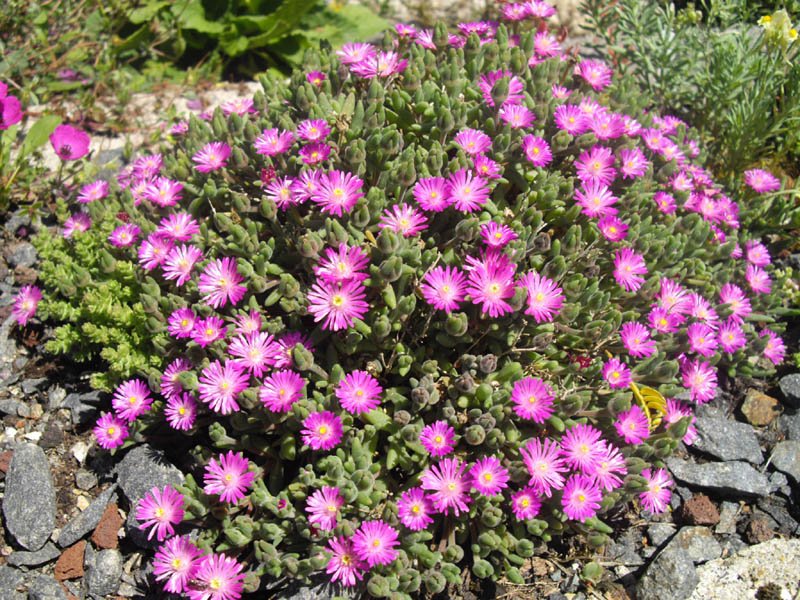 Hairy Dewflower photo 7