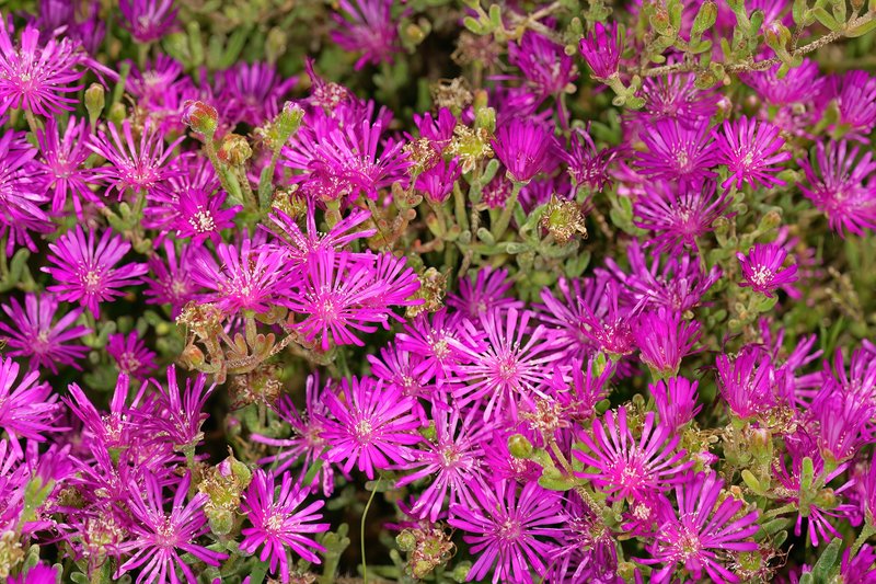 Hairy Dewflower photo 8