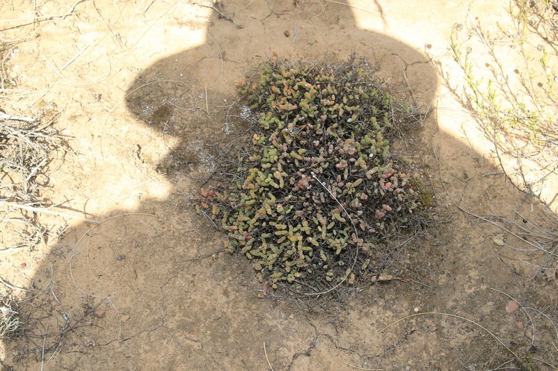Drosanthemum overbergense