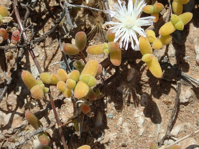 Drosanthemum overbergense photo 2