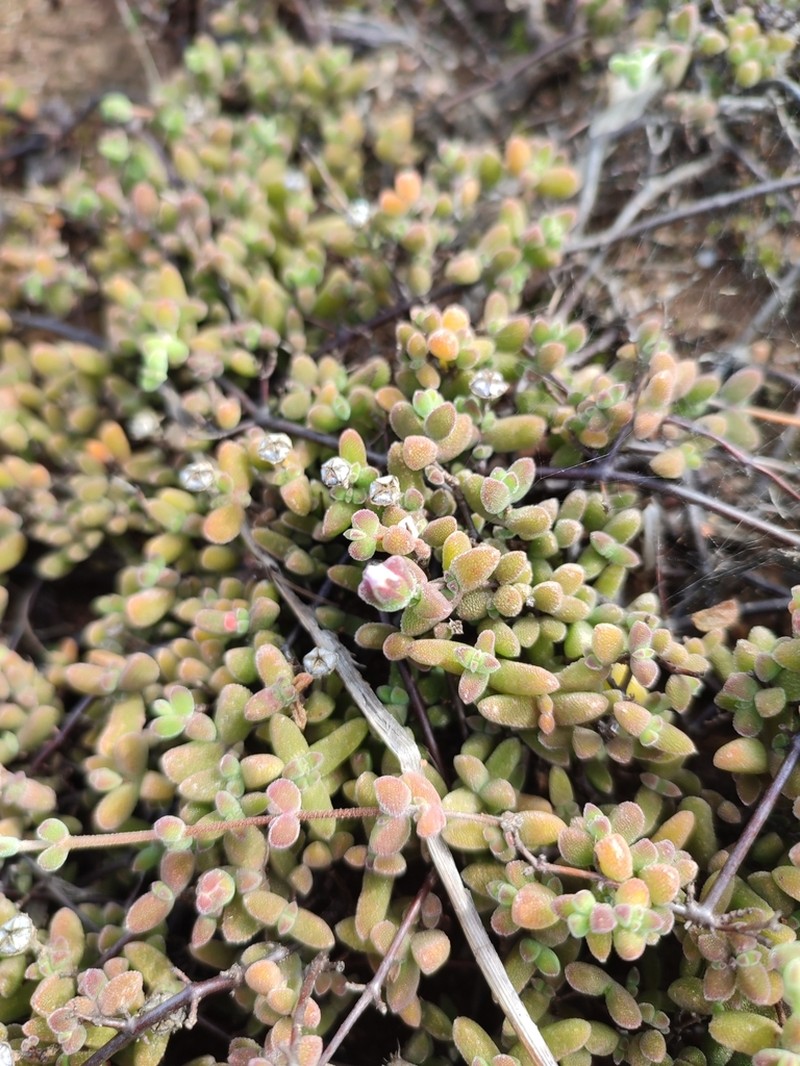 Drosanthemum overbergense photo 3
