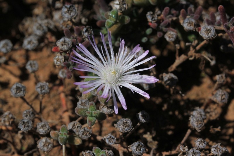 Drosanthemum overbergense photo 5