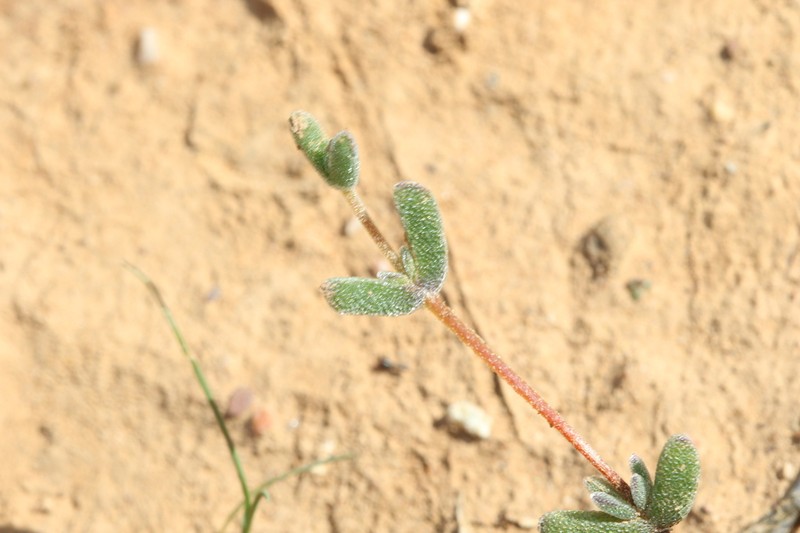 Drosanthemum overbergense photo 6