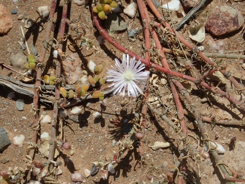 Drosanthemum overbergense photo 7
