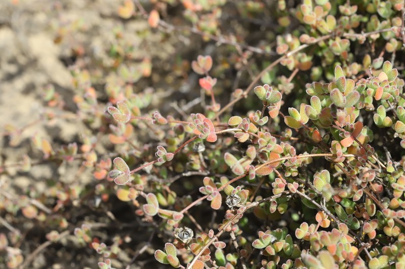 Drosanthemum overbergense photo 8
