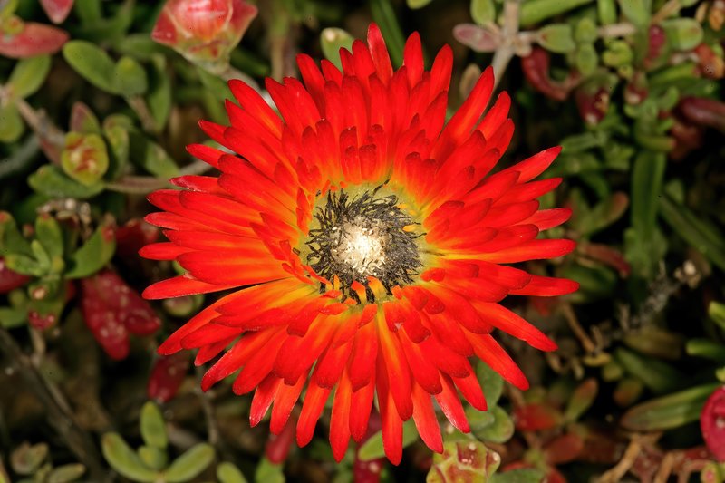 Royal Dewflower photo 2
