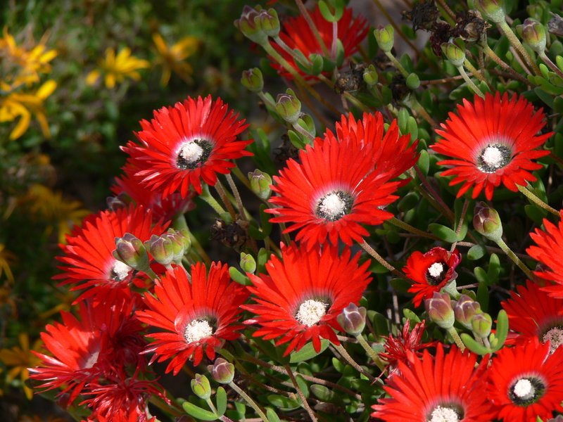 Royal Dewflower photo 3