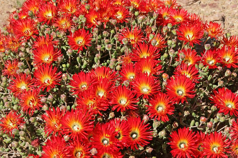 Royal Dewflower photo 5