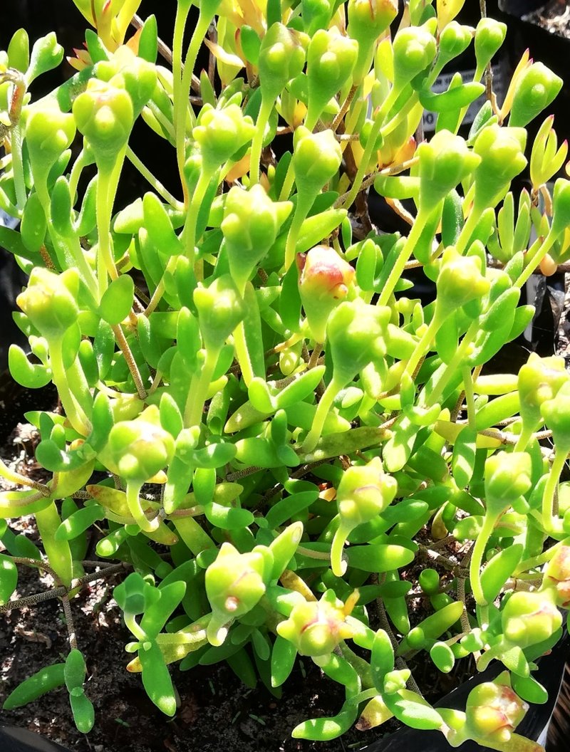 Royal Dewflower photo 6