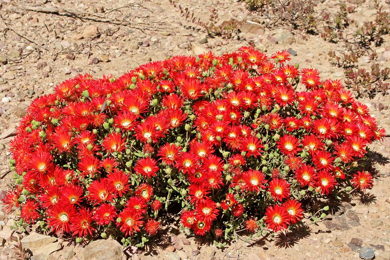 Royal Dewflower photo 7